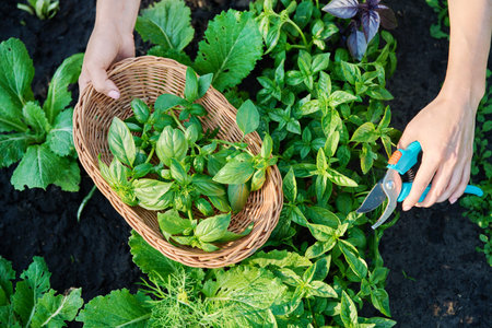 Womans hands with secateurs picking basil leavesの写真素材