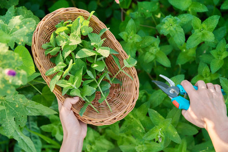 Harvesting mint leaves, womans hands with pruner and wicker plate in garden