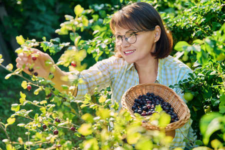 Harvesting ripe gooseberries in the summer gardenの写真素材