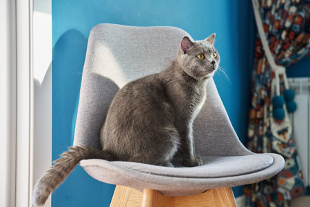 Adorable gray british cat at home on chairの写真素材