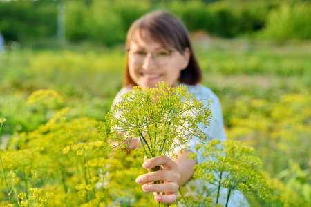 Dill umbrella flower close-up in woman handの写真素材