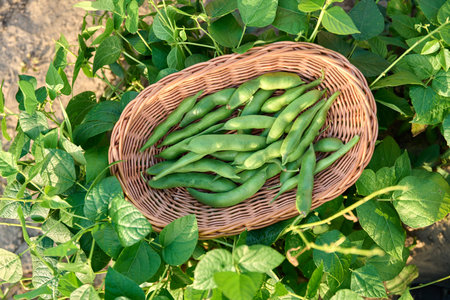 Top view of wicker plate with harvest of green beansの写真素材