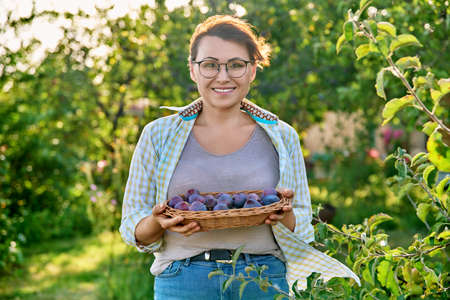 Middle aged woman with harvest of plums in a wicker plate outdoorの写真素材