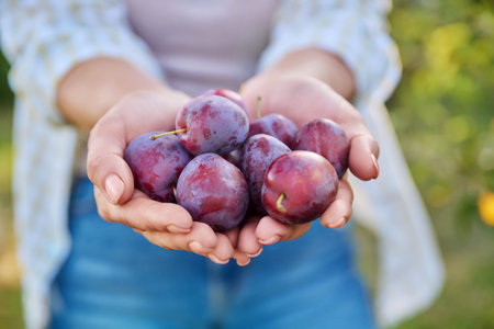 Close up ripe blue plums in woman hands outdoor, nature background