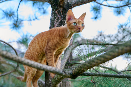 Serious ginger cat Devon rex on a tree attentively watching hunts