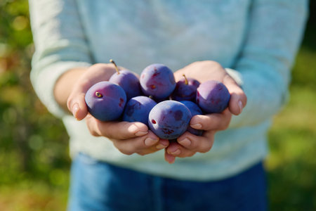 Close up ripe blue plums in woman hands outdoor, nature backgroundの写真素材