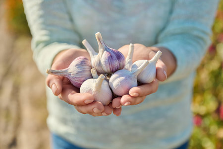 Closeup of head of garlic in woman hands, outdoorの写真素材