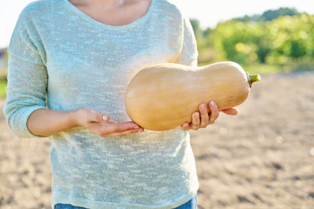 Closeup ripe pumpkin in woman hands, farm backgroundの写真素材