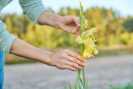 Beautiful blooming yellow gladiolus, womans hands touching plantの写真素材