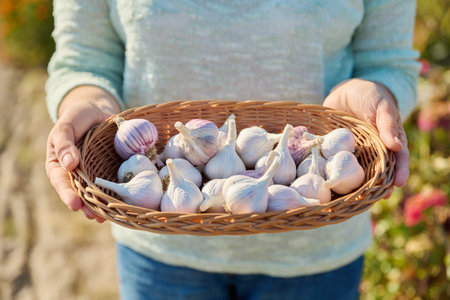 Closeup of head of garlic in wicker bowl, in woman hands, outdoorの写真素材