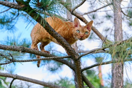 Serious ginger cat Devon rex on a tree attentively watching huntsの写真素材