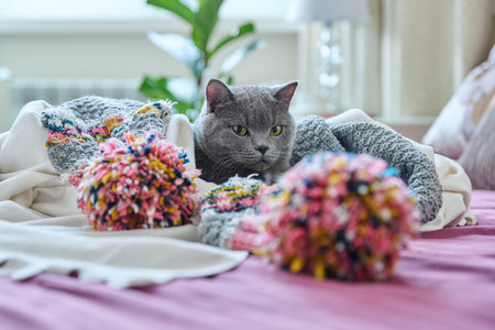 Cat wrapped in plaid lying on bed, warming in autumn winter seasonの写真素材