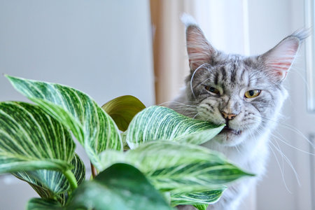 Close-up of cat sniffing and biting green houseplantの写真素材