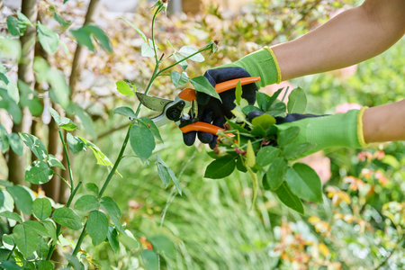 Gardener hands with pruner removing dry flowers on rose bushの写真素材