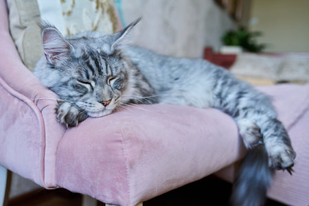 Portrait of relaxed gray cat lying sleeping on an armchair at homeの写真素材