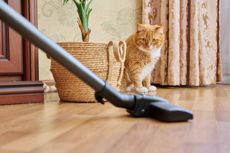 Cleaning house with vacuum cleaner, vacuum cleaner brush with pet catの写真素材