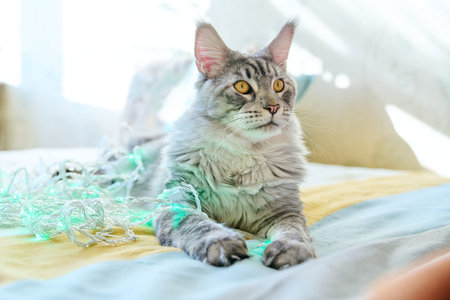 Portrait of beautiful purebred gray cat resting on couch at home