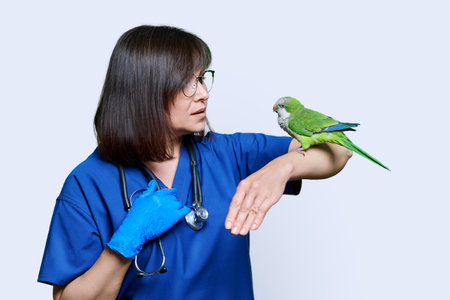 Doctor veterinarian examining green Quaker parrot, on white backgroundの写真素材