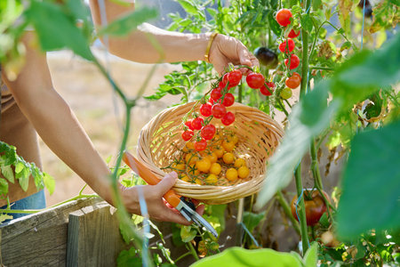 Harvesting cherry tomatoes, close-up of hands picking yellow and red tomatoesの写真素材
