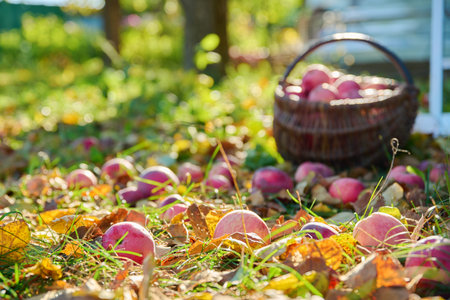 Harvest of organic natural ripe red apples in basket, in autumn garden