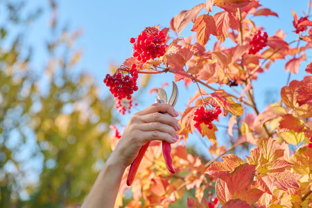 Woman with secateurs cutting branches of ripe red viburnum