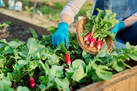 Close-up of womans hands harvesting radishes in gardenの写真素材