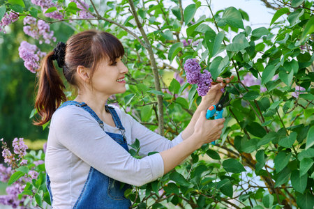 Woman gardener pruning lilac branches with secateurs