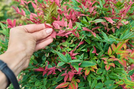 Close-up of Nandina plant, ornamental landscaping of flowerbeds