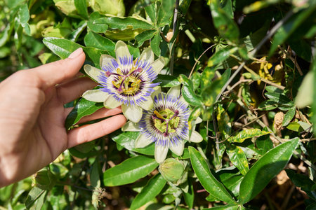 Passiflora blue plant, flowers close-up, decorative landscapingの写真素材