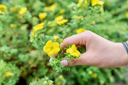 Close up plant blooming yellow cinquefoil shrubの写真素材