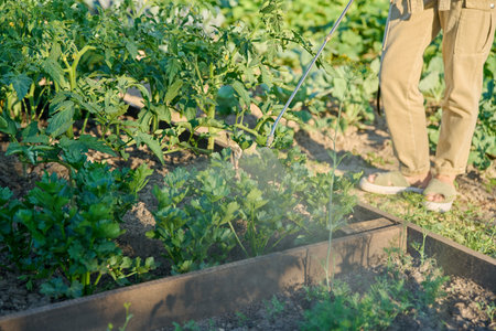 Gardener woman with spray gun spraying celery plant in garden