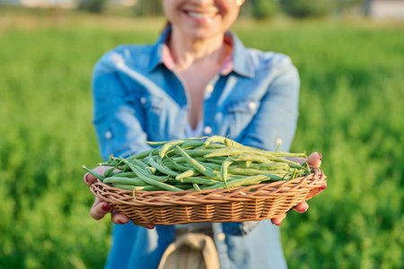 Harvest of green long asparagus beans in basket in hands of female gardener, farmerの写真素材