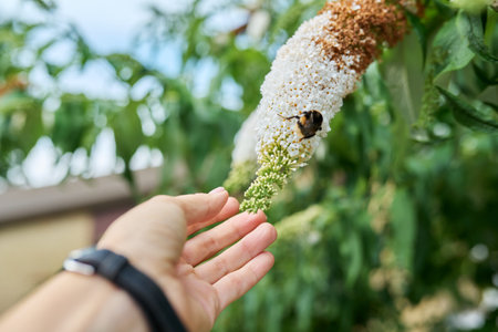 Flowering Buddleia bush, branch with white flowers close-upの写真素材