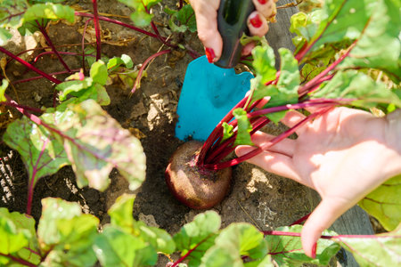 Close-up of beet in hands of female farmer, farmers marketの写真素材