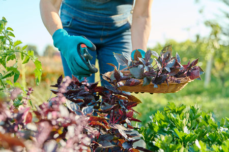 Harvest purple basil in a basket in woman hands, farmers market, nature background.