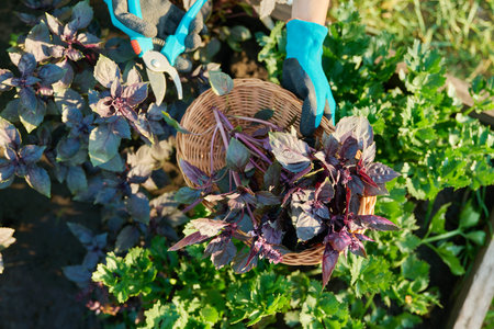 Harvest purple basil in a basket in woman hands, farmers market, nature background.