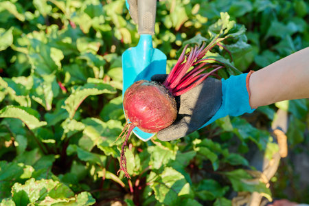 Close-up of beet in hands of female farmer, farmers marketの写真素材