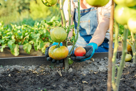 Green ripening tomatoes on bushes in garden bed, hands of woman farmer with tomatoes.の写真素材