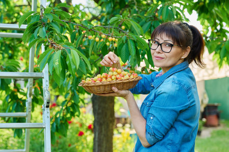 Smiling woman with basket of fresh yellow cherries near cherry tree in summer gardenの写真素材