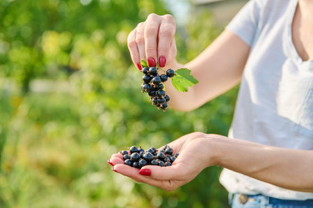 Close-up of ripe blackcurrant berries in hands of woman in summer garden