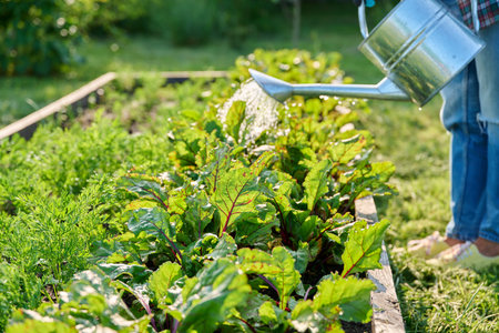 Close-up of watering can in hands watering beet plantsの写真素材