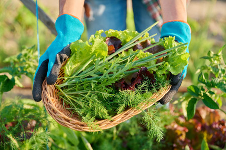 Close-up of green herbs harvest in wicker plate in woman hands, outdoor