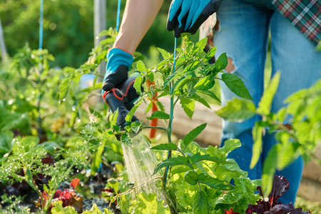 Woman watering tomato plants on raised garden bed with hoseの写真素材
