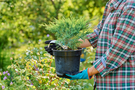 Plant Juniperus in pot in the hands of gardenerの写真素材