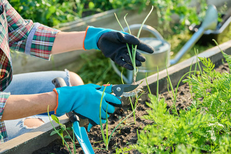Growing onion plant, young seedling in hands of gardener with pruning shearsの写真素材