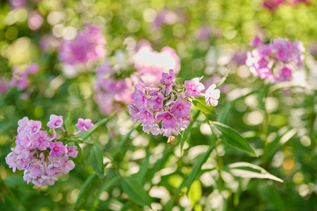 Summer sunny natural view of flowerbed with flowering bushes of pink paniculate phloxの写真素材