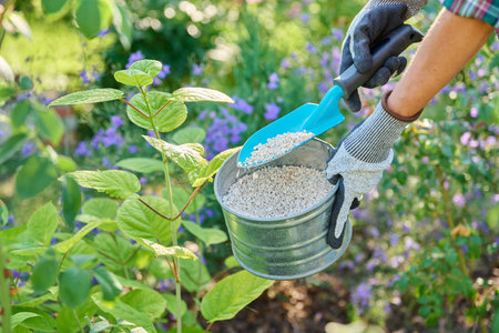 Close-up of Hosta plant and hand with granular fertilizer fertilizing bush in flowerbed