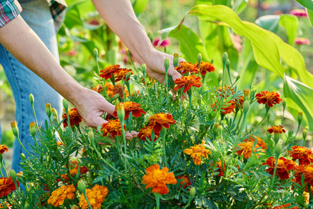 Woman hands holding flowering marigold plant in gardenの写真素材