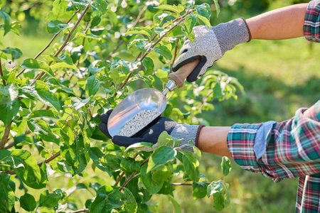 Woman showing mineral fertilizer to fertilize green apple tree in summer garden