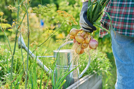 Woman gardener holding freshly picked onions, summer vegetable garden backgroundの写真素材